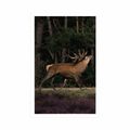 POSTER MAJESTIC DEER - ANIMALS - POSTERS