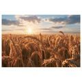 TABLEAU SUR TOILE – BLÉ DORÉ AU COUCHER DU SOLEIL - TABLEAUX DE CHAMPS ET PRAIRIES - TABLEAUX