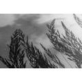 CANVAS PRINT GRASS IN BLACK AND WHITE - BLACK AND WHITE PICTURES - PICTURES