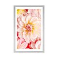 AFFICHE AVEC MONTURE FLEURS DE DAHLIA PASTEL - FLEURS - AFFICHES