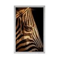 POSZTER EGY ZEBRA PORTRÉJA - ZSIRÁFOK ÉS ZEBRÁK - POSZTEREK