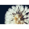 TABLEAU SUR TOILE – PISSENLIT SUR FOND SOMBRE - TABLEAUX DE FLEURS - TABLEAUX