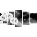 5-PIECE CANVAS PRINT FLUFFY DANDELION IN BLACK AND WHITE - BLACK AND WHITE PICTURES - PICTURES