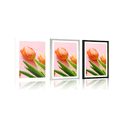 POSTER MIT PASSEPARTOUT ELEGANTE TULPEN - BLUMEN - POSTER