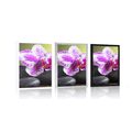 POSTER ORCHIDEE UND SCHWARZE STEINE - FENG SHUI - POSTER