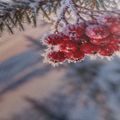 CANVASTAVLA FROSTIGA RÖDA BÄR I GRYNINGEN - JUL- OCH VINTERTAVLOR - TAVLOR