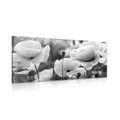 CANVAS PRINT BEAUTIFUL FIELD OF POPPIES IN BLACK AND WHITE - BLACK AND WHITE PICTURES - PICTURES