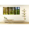 5-PIECE CANVAS PRINT SUNNY MORNING IN THE FOREST - PICTURES OF NATURE AND LANDSCAPE - PICTURES