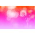 WALLPAPER DANDELION ON A PINK BACKGROUND - WALLPAPERS FLOWERS - WALLPAPERS