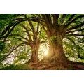 WANDBILD MAJESTÄTISCHE BÄUME - BILDER - 🔥 TOTALAUSVERKAUF