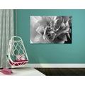 CANVAS PRINT CARNATION PETALS IN BLACK AND WHITE - BLACK AND WHITE PICTURES{% if product.category.pathNames[0] != product.category.name %} - PICTURES{% endif %}