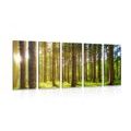 5-PIECE CANVAS PRINT MORNING IN THE FOREST - PICTURES OF NATURE AND LANDSCAPE - PICTURES