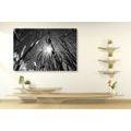 CANVAS PRINT FIELD GRASS IN BLACK AND WHITE - BLACK AND WHITE PICTURES - PICTURES