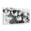 CANVAS PRINT SPRING TULIPS IN BLACK AND WHITE - BLACK AND WHITE PICTURES - PICTURES