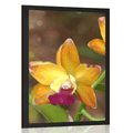 POSTER ORANGE ORCHIDEE - BLUMEN - POSTER