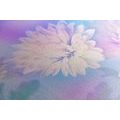 CANVAS PRINT CHRYSANTHEMUM FLOWER - PICTURES FLOWERS - PICTURES