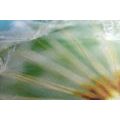 CANVAS PRINT BEAUTIFUL DETAIL OF A DANDELION - PICTURES FLOWERS - PICTURES