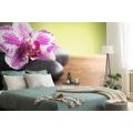 FOTOTAPETE ORCHIDEE UND SCHWARZE STEINE - TAPETEN MIT FENG SHUI-MOTIVEN - TAPETEN