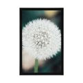 POSTER WEISSE FLAUSCHIGE KAPPE DER PUSTEBLUME - BLUMEN{% if product.category.pathNames[0] != product.category.name %} - GERAHMTE POSTER{% endif %}
