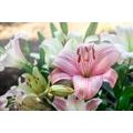 SELF ADHESIVE WALL MURAL PINK LILY IN BLOOM - SELF-ADHESIVE WALLPAPERS - WALLPAPERS