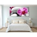 CANVAS PRINT ORCHID FLOWERS ON WHITE STONES - PICTURES FENG SHUI - PICTURES