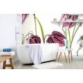 FOTOTAPETA ŠACHOVNICOVÝ KVĚT - TAPETY KVĚTINY - TAPETY