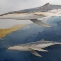 TABLEAU SUR TOILE – COUPLE DE BALEINES DANS L’OCÉAN BLEU - TABLEAUX DE BALEINE - TABLEAUX