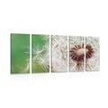 5-PIECE CANVAS PRINT DANDELION SEEDS - PICTURES FLOWERS - PICTURES