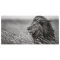 OBRAZ MAJESTÁTNÍ LEV V PŘÍRODĚ - OBRAZY LVI A TYGŘI - OBRAZY