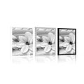 POSTER LUXURIOUS MAGNOLIA WITH PEARLS IN BLACK AND WHITE - BLACK AND WHITE - POSTERS