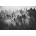 WALL MURAL FOREST IN A BLACK AND WHITE FOG - WALLPAPERS - 🔥 TOTAL SALE 🔥