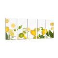 5-PIECE CANVAS PRINT MIX OF CITRUS FRUITS - PICTURES OF FOOD AND DRINKS - PICTURES