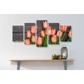 5-PIECE CANVAS PRINT CHARMING ORANGE TULIPS ON A WOODEN BACKGROUND - PICTURES FLOWERS - PICTURES