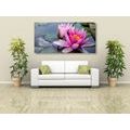 CANVAS PRINT PINK LOTUS FLOWER - PICTURES FLOWERS - PICTURES