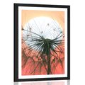 POSTER WITH MOUNT DANDELION AT SUNSET - FLOWERS - POSTERS