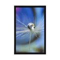 POSTER DEW DROP ON A COLORED BACKGROUND - FLOWERS - POSTERS