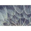 CANVAS PRINT MORNING DEW ON A DANDELION - PICTURES FLOWERS - PICTURES