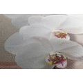 WANDBILD WEISSE ORCHIDEE AUF LEINWAND - BILDER BLUMEN - BILDER