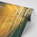 WALL MURAL SUN BEHIND THE TREES - WALLPAPERS NATURE - WALLPAPERS