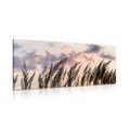 CANVAS PRINT GRASS AT SUNSET - PICTURES OF NATURE AND LANDSCAPE - PICTURES