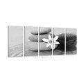 5-PIECE CANVAS PRINT FLOWER AND STONES IN SAND IN BLACK AND WHITE - BLACK AND WHITE PICTURES{% if product.category.pathNames[0] != product.category.name %} - PICTURES{% endif %}
