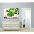 CANVAS PRINT OF GREEN FOUR-LEAF CLOVERS - STILL LIFE PICTURES - PICTURES