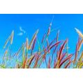 SELF ADHESIVE WALL MURAL WILD GRASS UNDER THE SKY - SELF-ADHESIVE WALLPAPERS - WALLPAPERS