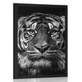 POSTER TIGER IN BLACK AND WHITE - BLACK AND WHITE - POSTERS