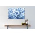 CANVAS PRINT HYDRANGEA FLOWERS IN A BLUE-WHITE SHADES - PICTURES FLOWERS - PICTURES