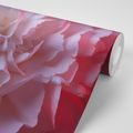 WALL MURAL CARNATION PETALS - WALLPAPERS FLOWERS - WALLPAPERS