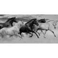 CANVAS PRINT HERD OF HORSES IN BLACK AND WHITE - BLACK AND WHITE PICTURES - PICTURES