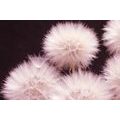 SELF ADHESIVE WALL MURAL DANDELION ON A DARK BACKGROUND - SELF-ADHESIVE WALLPAPERS - WALLPAPERS