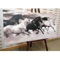 CANVAS PRINT HERD OF HORSES IN BLACK AND WHITE - BLACK AND WHITE PICTURES - PICTURES