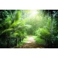 CANVAS PRINT PATH ON THE ISLAND OF SEYCHELLES - PICTURES OF NATURE AND LANDSCAPE - PICTURES